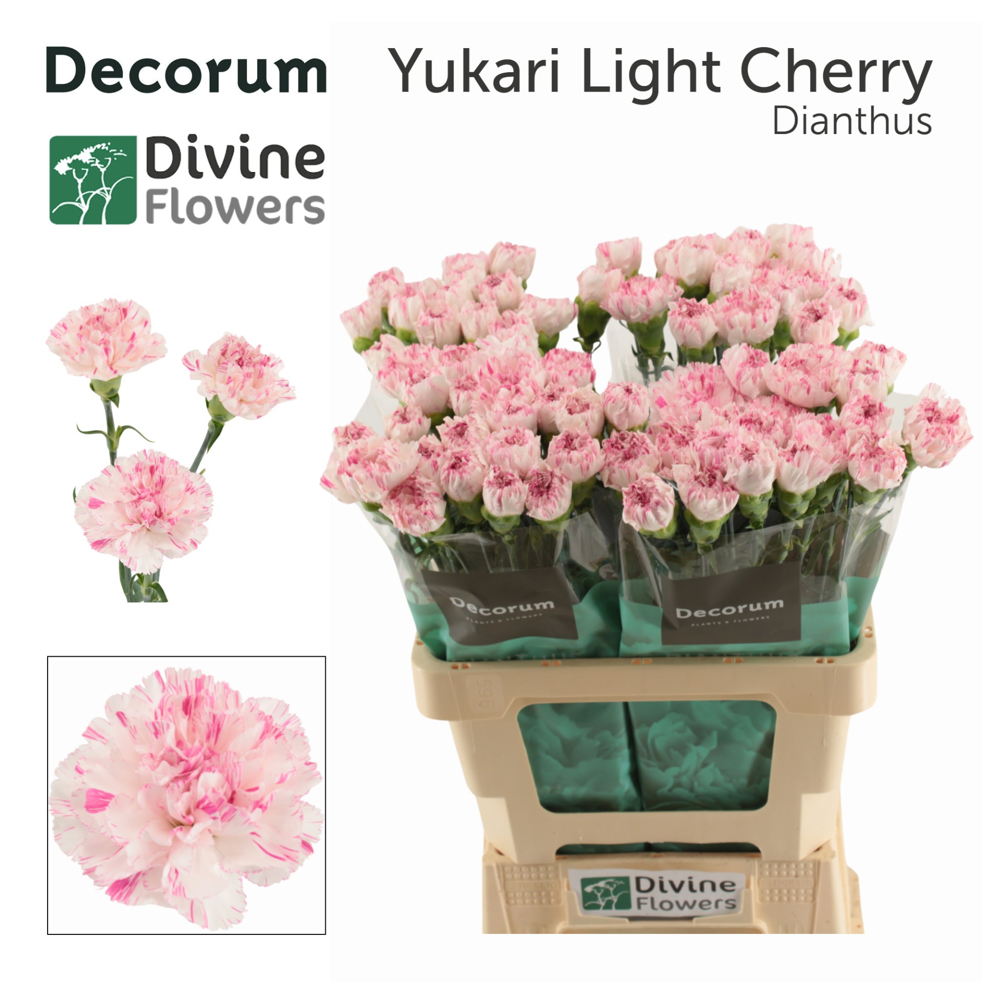 Срезанные цветы оптом Dianthus st yukari cherry от 80шт из Голландии с доставкой по России