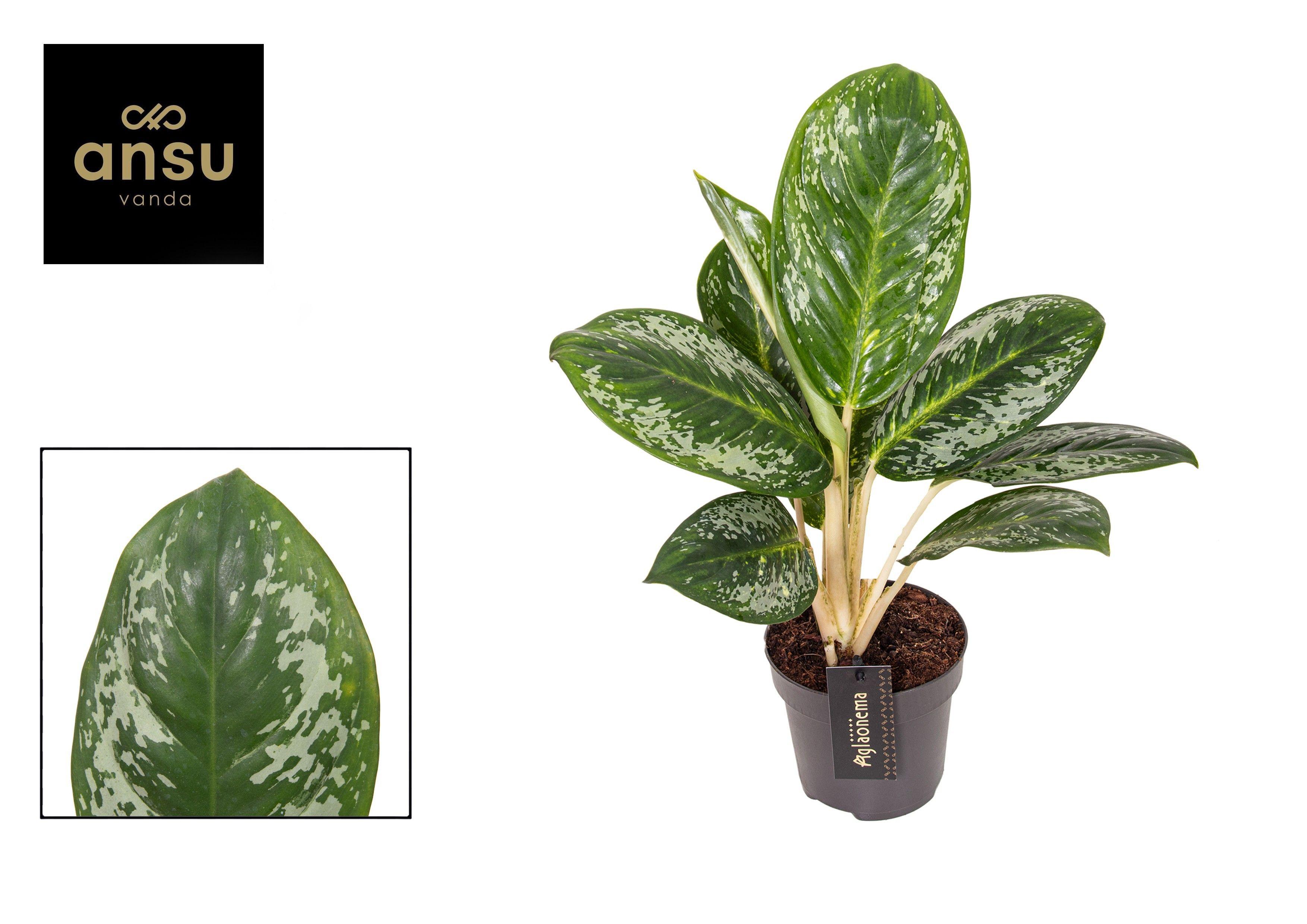 Горшечные цветы и растения оптом Aglaonema Onyx Green от 6шт из Голландии с доставкой по России