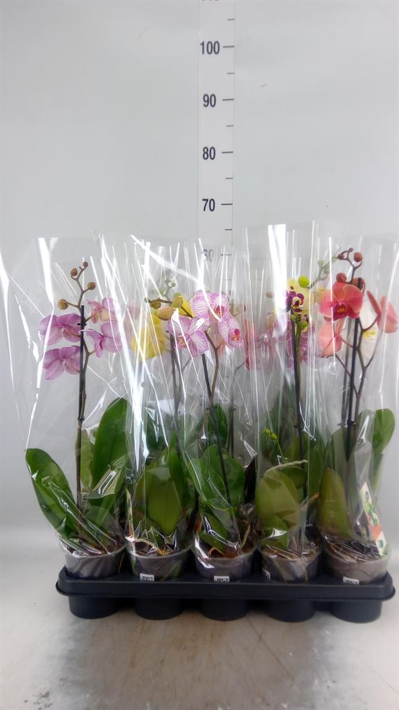 Горшечные цветы и растения оптом Phalaenopsis   ...mix от 10шт' из Голландии с доставкой по России