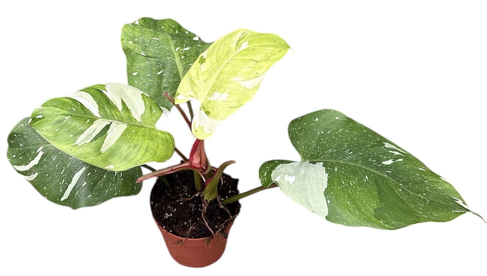 Горшечные цветы и растения оптом Philodendron Fresh Aurea от 1шт из Голландии с доставкой по России