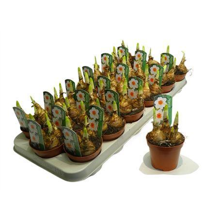 Горшечные цветы и растения оптом Narcis Bernett Browning от 18шт (для телеги) из Голландии с доставкой по России