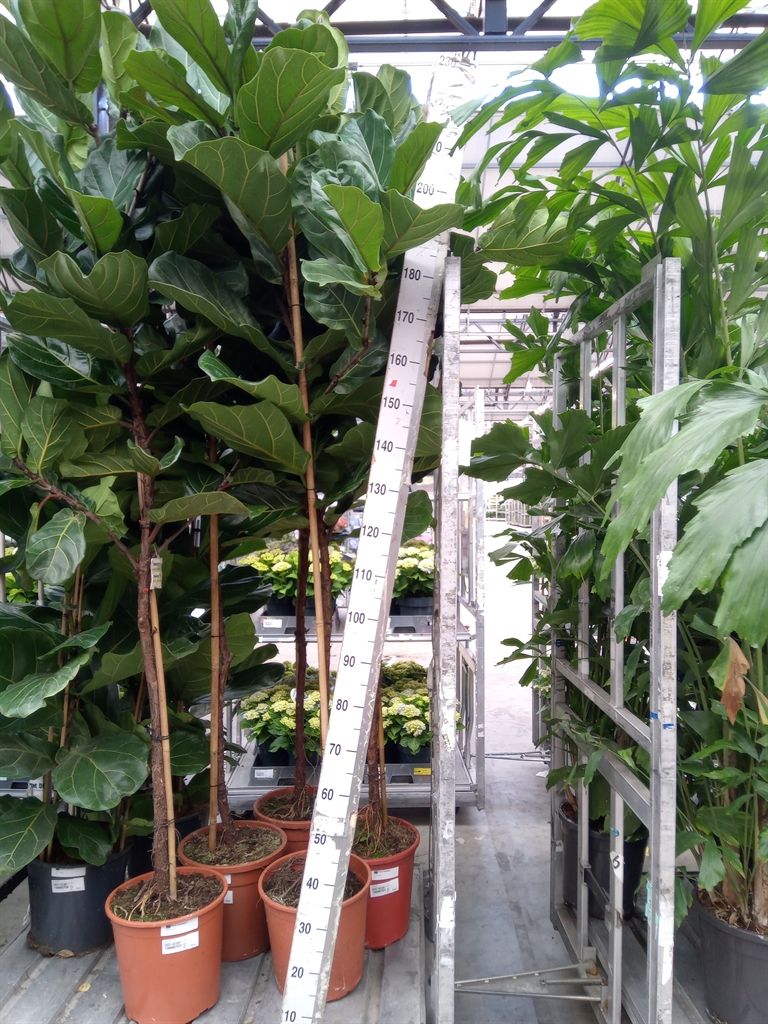 Горшечные цветы и растения оптом Ficus Lyrata On Stem от 1шт из Голландии с доставкой по России