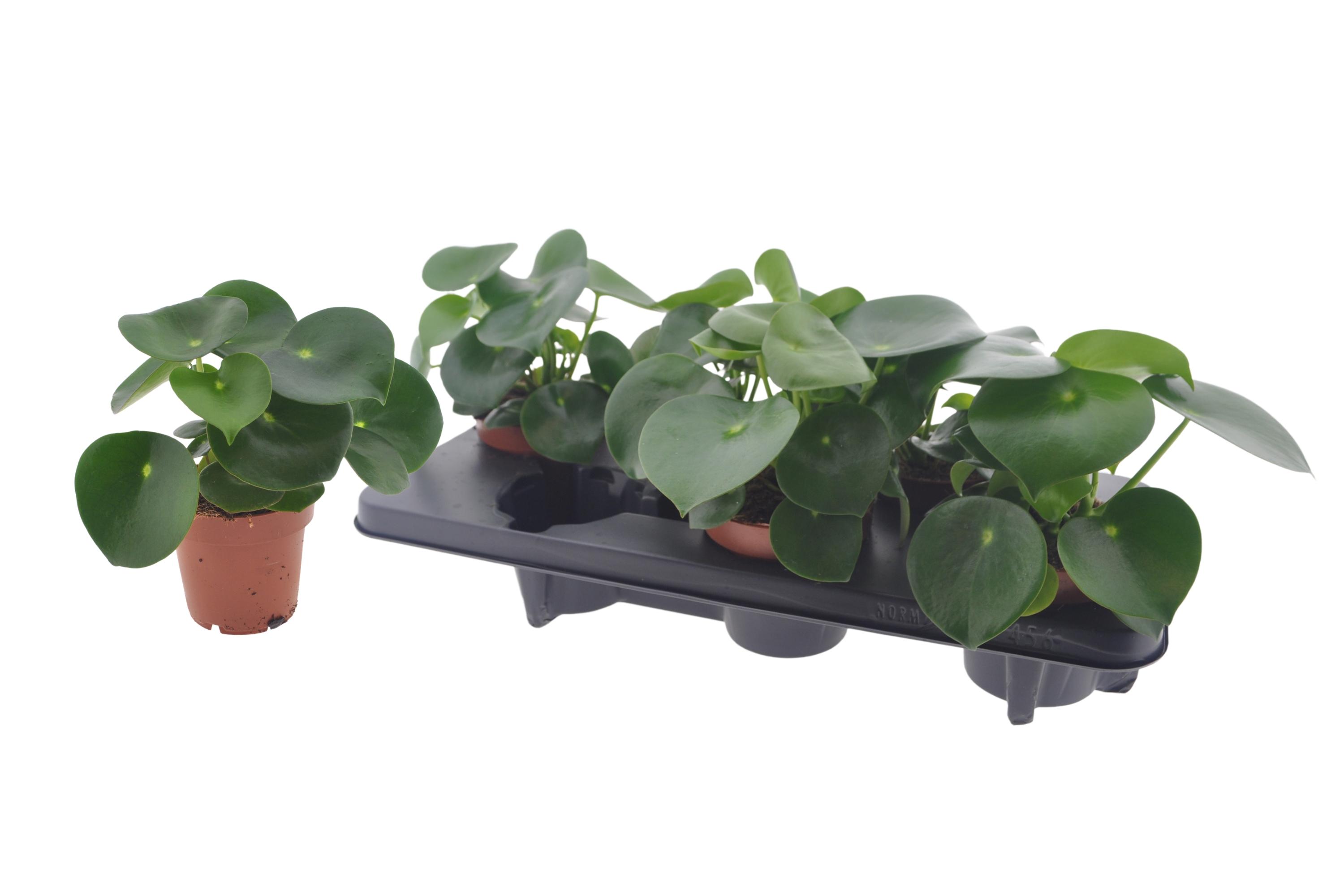 Горшечные цветы и растения оптом Pep Polybot Raindrop от 6шт из Голландии с доставкой по России