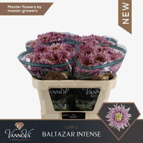 Срезанные цветы оптом Chrys bl baltazar intense от 40шт из Голландии с доставкой по России