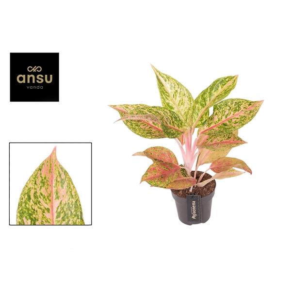 Горшечные цветы и растения оптом Aglaonema Pomegranate Tea от 6шт из Голландии с доставкой по России