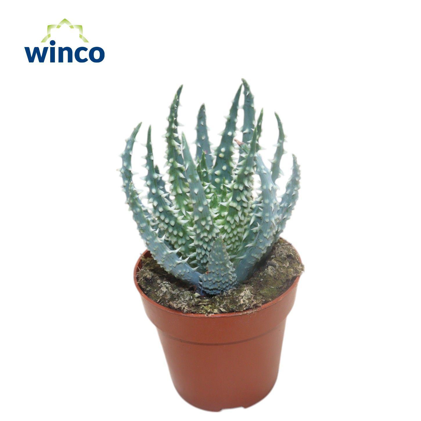Горшечные цветы и растения оптом Aloe Humilis от 18шт (для телеги) из Голландии с доставкой по России