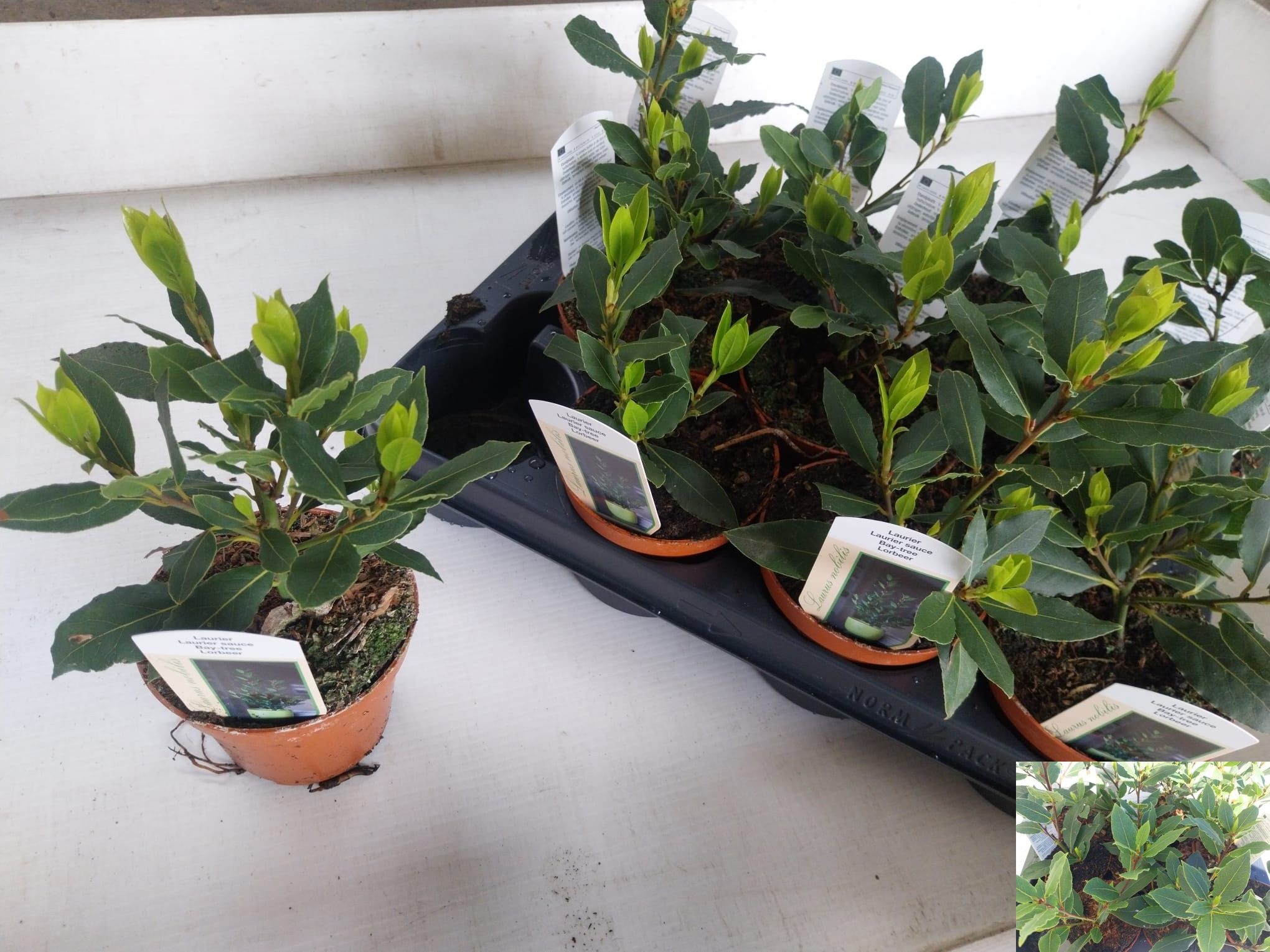 Горшечные цветы и растения оптом Lau Nobilis от 11шт из Голландии с доставкой по России