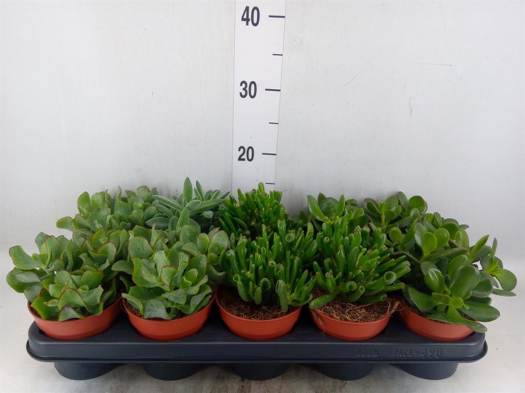 Горшечные цветы и растения оптом Crassula Mix Basic от 10шт из Голландии с доставкой по России