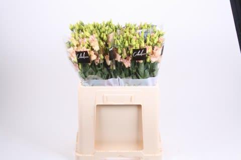 Срезанные цветы оптом Lisianthus si falda apricot от 20шт из Голландии с доставкой по России