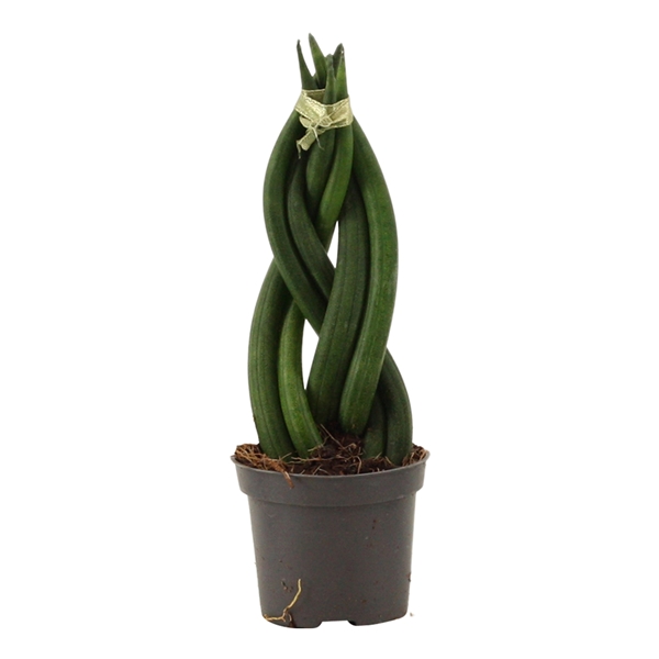 Горшечные цветы и растения оптом Sansevieria Cylindrica Braid от 14шт (для телеги) из Голландии с доставкой по России