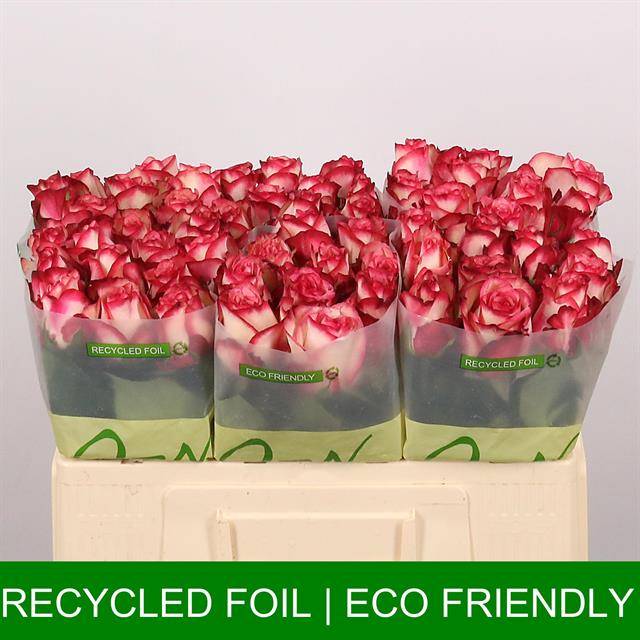 Срезанные цветы оптом Rosa large paloma от 60шт из Голландии с доставкой по России