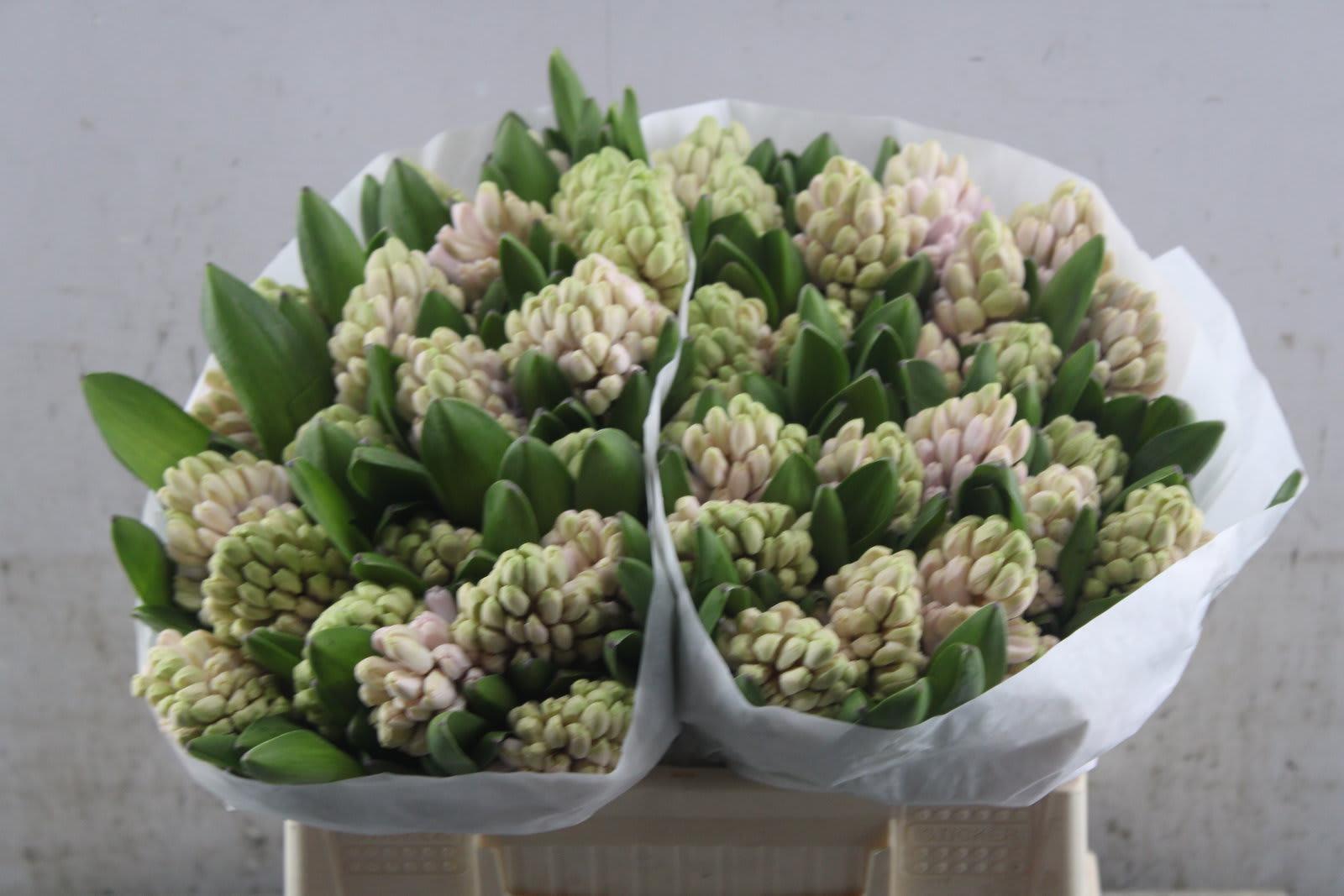 Срезанные цветы оптом Hyacinthus china pink от 50шт из Голландии с доставкой по России