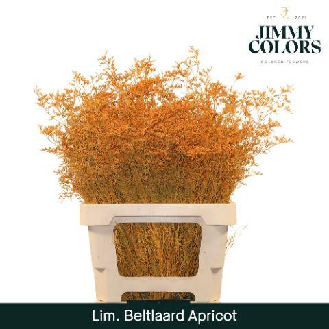Срезанные цветы оптом Limonium beltlaard paint apricot от 25шт из Голландии с доставкой по России