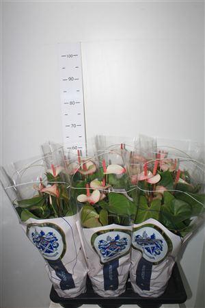 Горшечные цветы и растения оптом Anthu An Pr Am Elega 8+ от 6шт из Голландии с доставкой по России