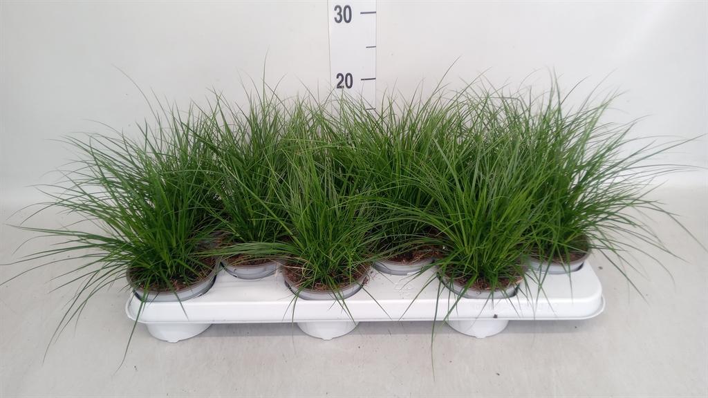 Горшечные цветы и растения оптом Carex Brunnea от 12шт из Голландии с доставкой по России