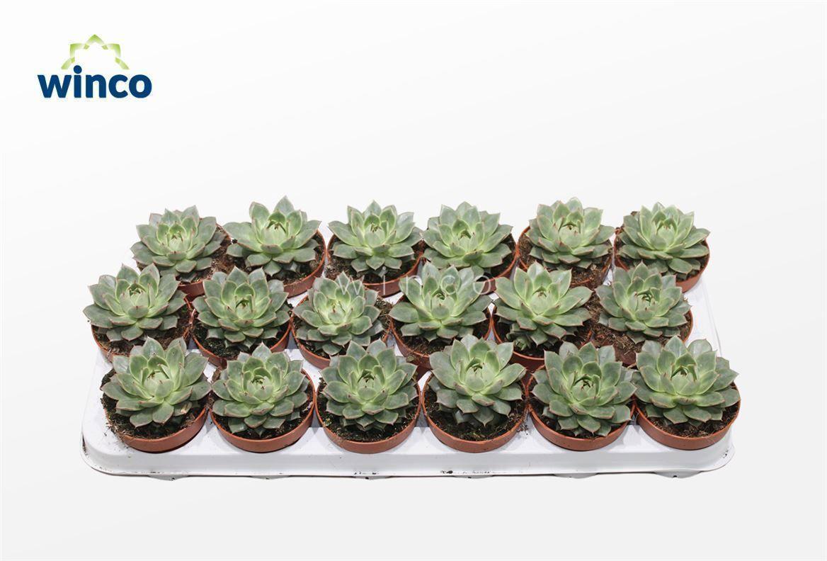 Горшечные цветы и растения оптом Echeveria Parva от 18шт (для телеги) из Голландии с доставкой по России