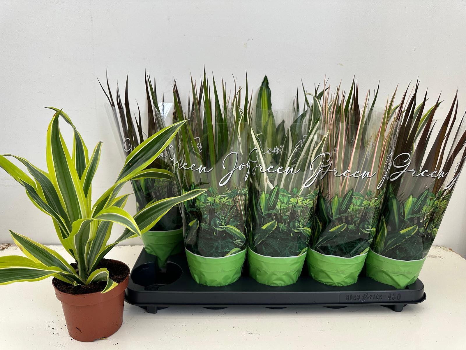 Горшечные цветы и растения оптом Kamerpl Gem Gr 6 Srt от 10шт из Голландии с доставкой по России