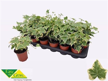 Горшечные цветы и растения оптом Hedera Helix Goldchild Lengte 1 от 18шт (для телеги) из Голландии с доставкой по России