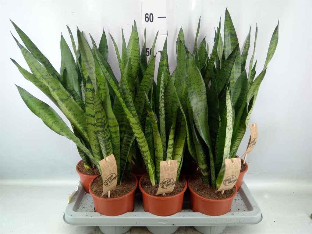 Горшечные цветы и растения оптом Sansevieria Zeylanica от 7шт из Голландии с доставкой по России