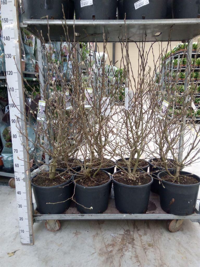 Горшечные цветы и растения оптом Magnolia Stellata от 1шт из Голландии с доставкой по России