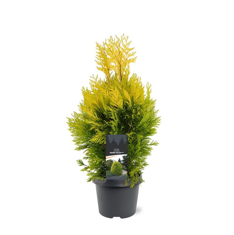 Горшечные цветы и растения оптом Thuja Plic 4ever Goldy от 1шт из Голландии с доставкой по России