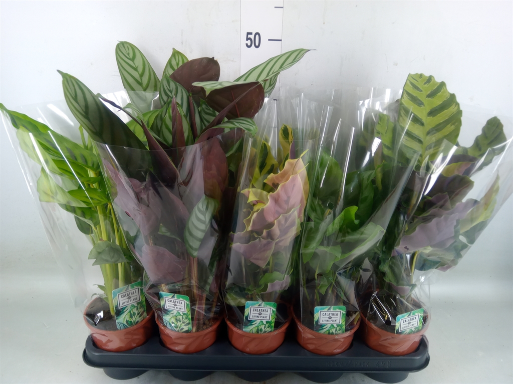 Горшечные цветы и растения оптом Calathea   ...mix 5 от 10шт из Голландии с доставкой по России