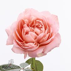 Срезанные цветы оптом Rosa large dragonfly от 25шт из Голландии с доставкой по России