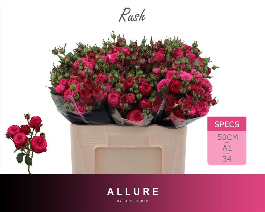 Срезанные цветы оптом Rosa spray rush от 40шт из Голландии с доставкой по России