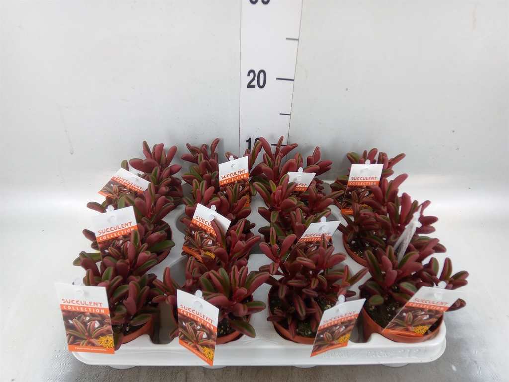 Горшечные цветы и растения оптом Peperomia Graveolens от 12шт (для телеги) из Голландии с доставкой по России