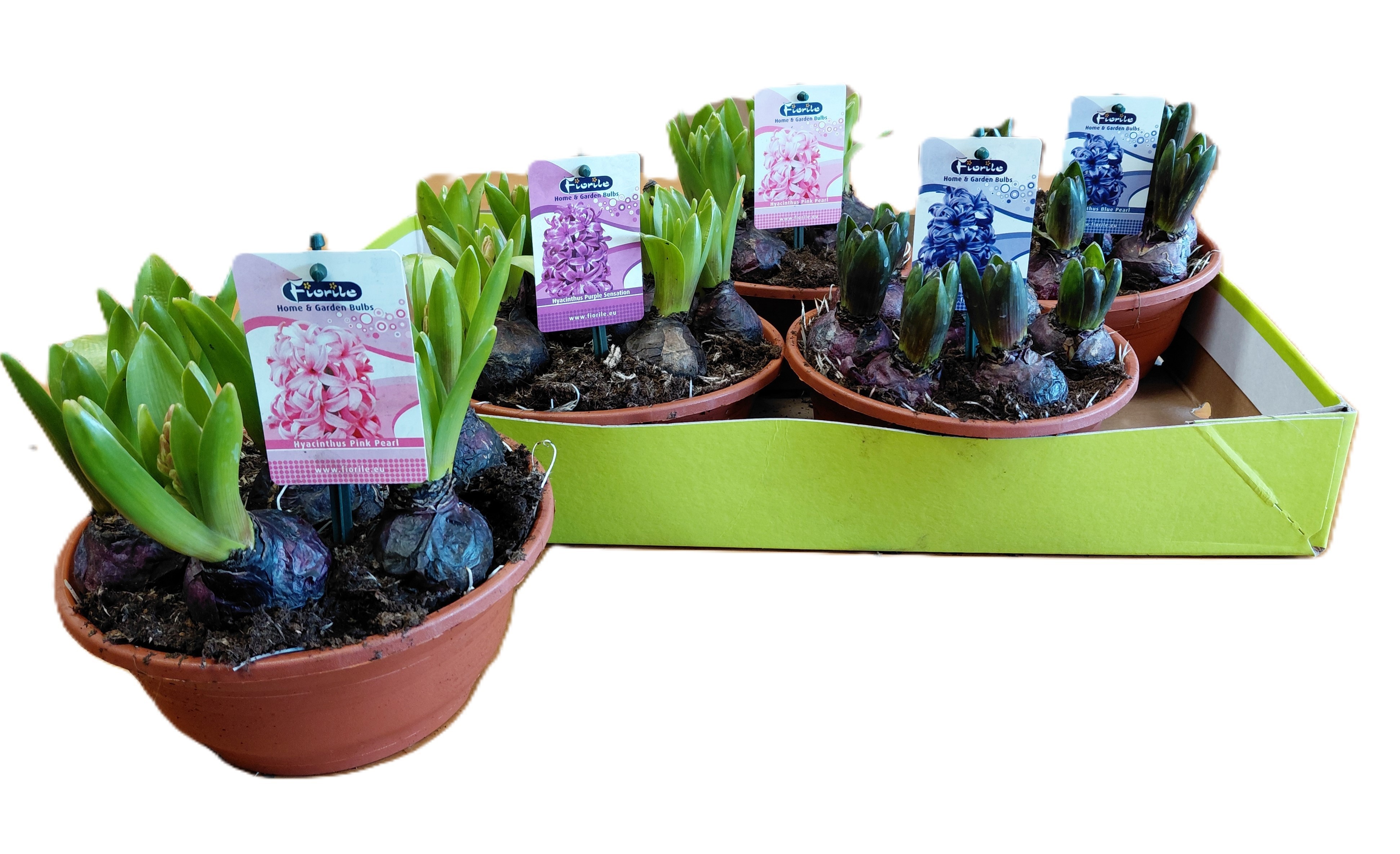 Горшечные цветы и растения оптом Hyacin Oriental Gem от 6шт из Голландии с доставкой по России