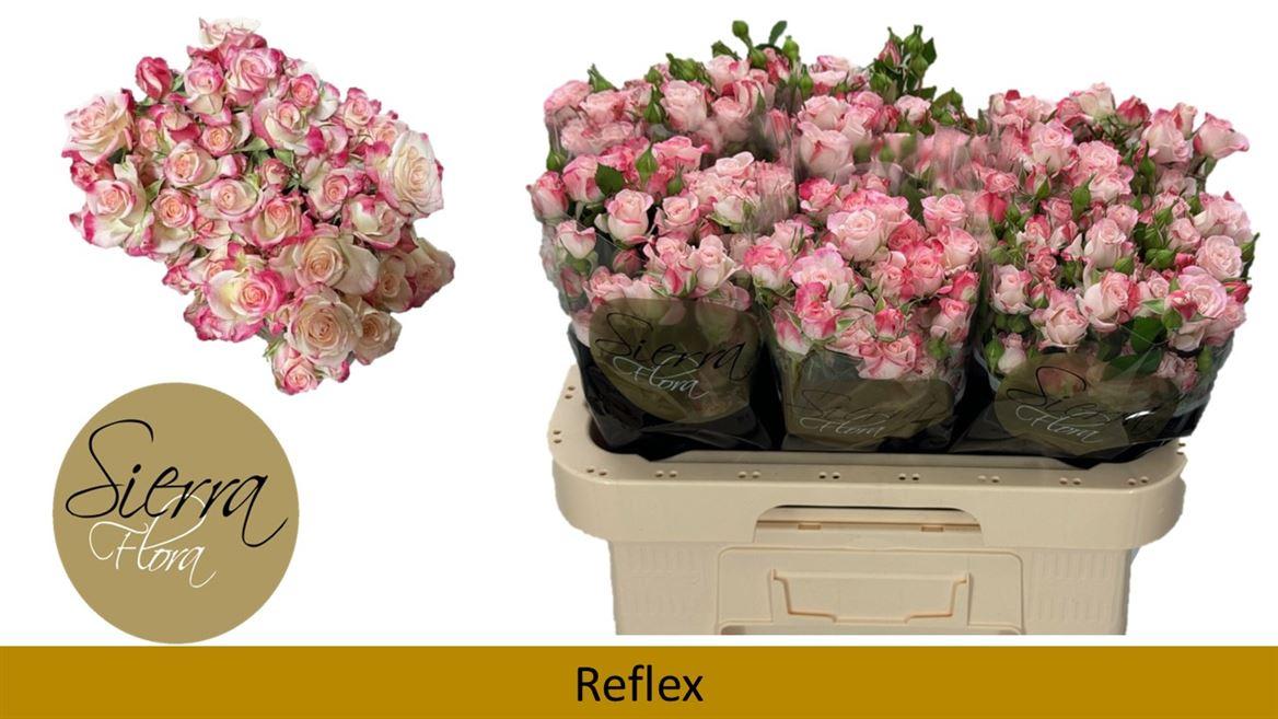 Срезанные цветы оптом Rosa spray reflex от 50шт из Голландии с доставкой по России