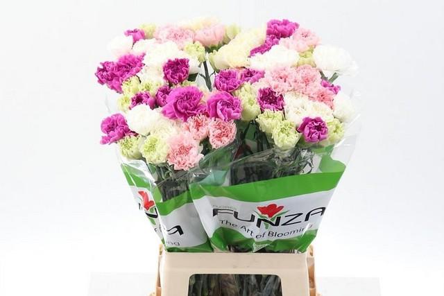 Срезанные цветы оптом Dianthus st mix rainbow pastel от 80шт из Голландии с доставкой по России