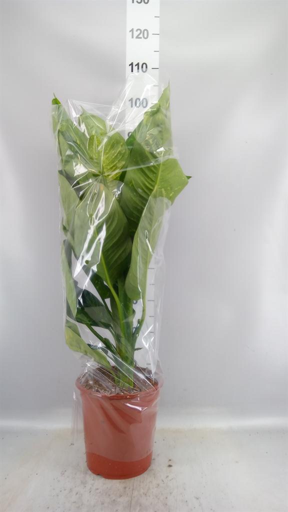 Горшечные цветы и растения оптом Dieffenbachia living Fantasy от 1шт из Голландии с доставкой по России