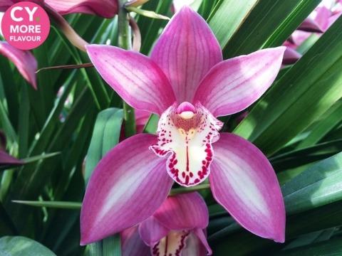 Срезанные цветы оптом Minicymbidium ruby heart ina от 15шт. из Голландии с доставкой по России