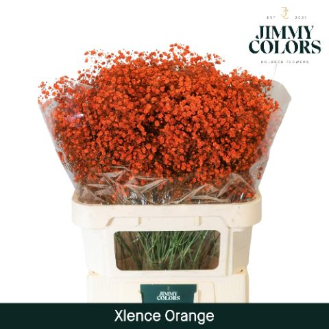 Срезанные цветы оптом Gyps large paint orange от 50шт из Голландии с доставкой по России