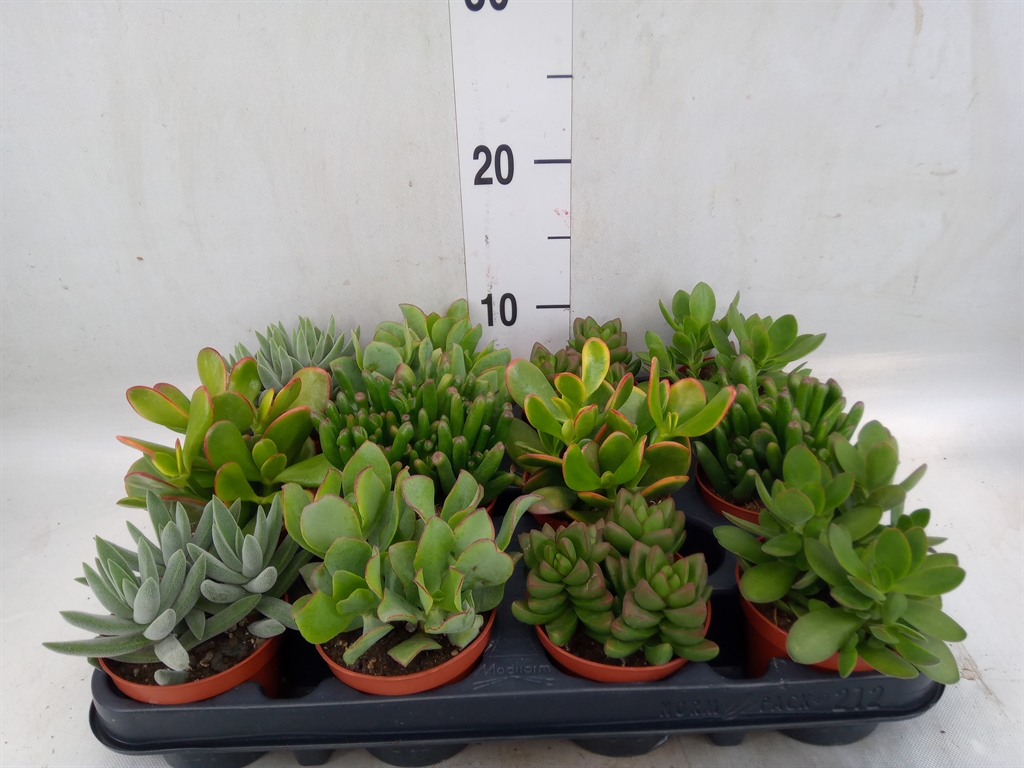 Горшечные цветы и растения оптом Crassula   ...mix от 12шт (для телеги) из Голландии с доставкой по России