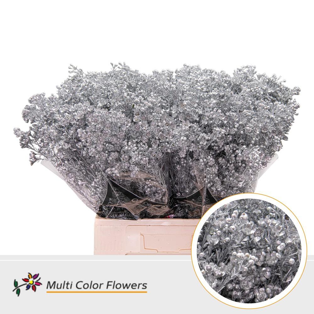 Срезанные цветы оптом Chamelaucium paint silver от 100шт из Голландии с доставкой по России