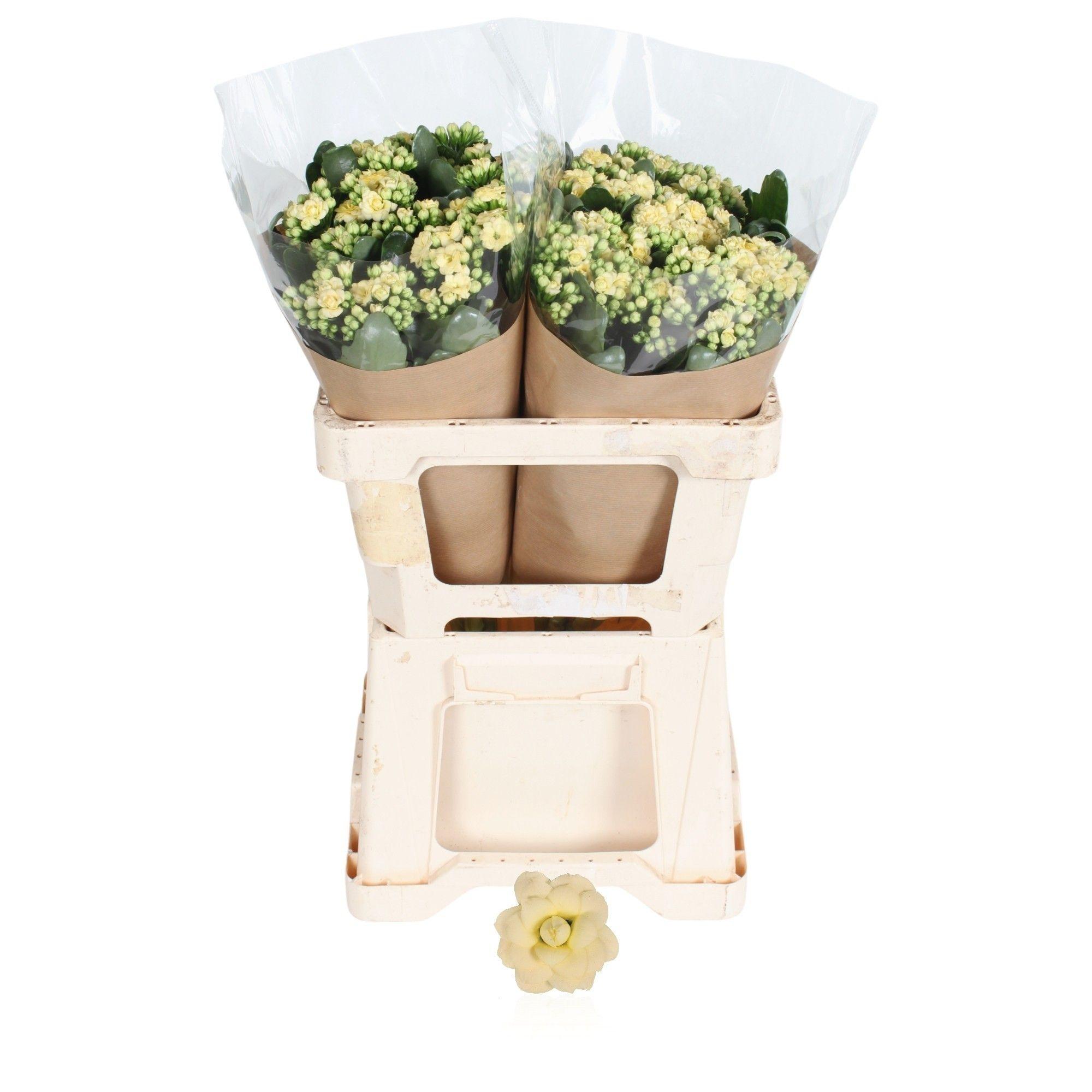 Срезанные цветы оптом Kalanchoe diamond cream от 10шт из Голландии с доставкой по России