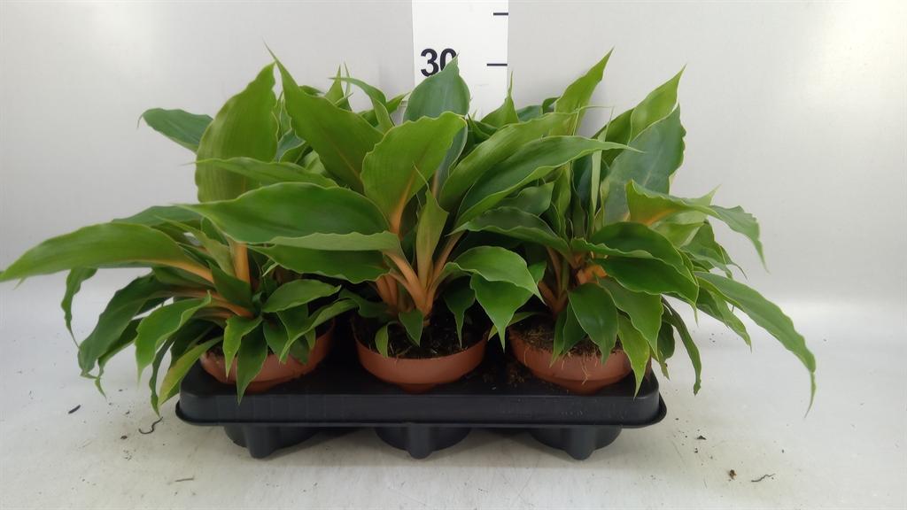Горшечные цветы и растения оптом Chlorophytum Orchi. green Orange от 6шт из Голландии с доставкой по России