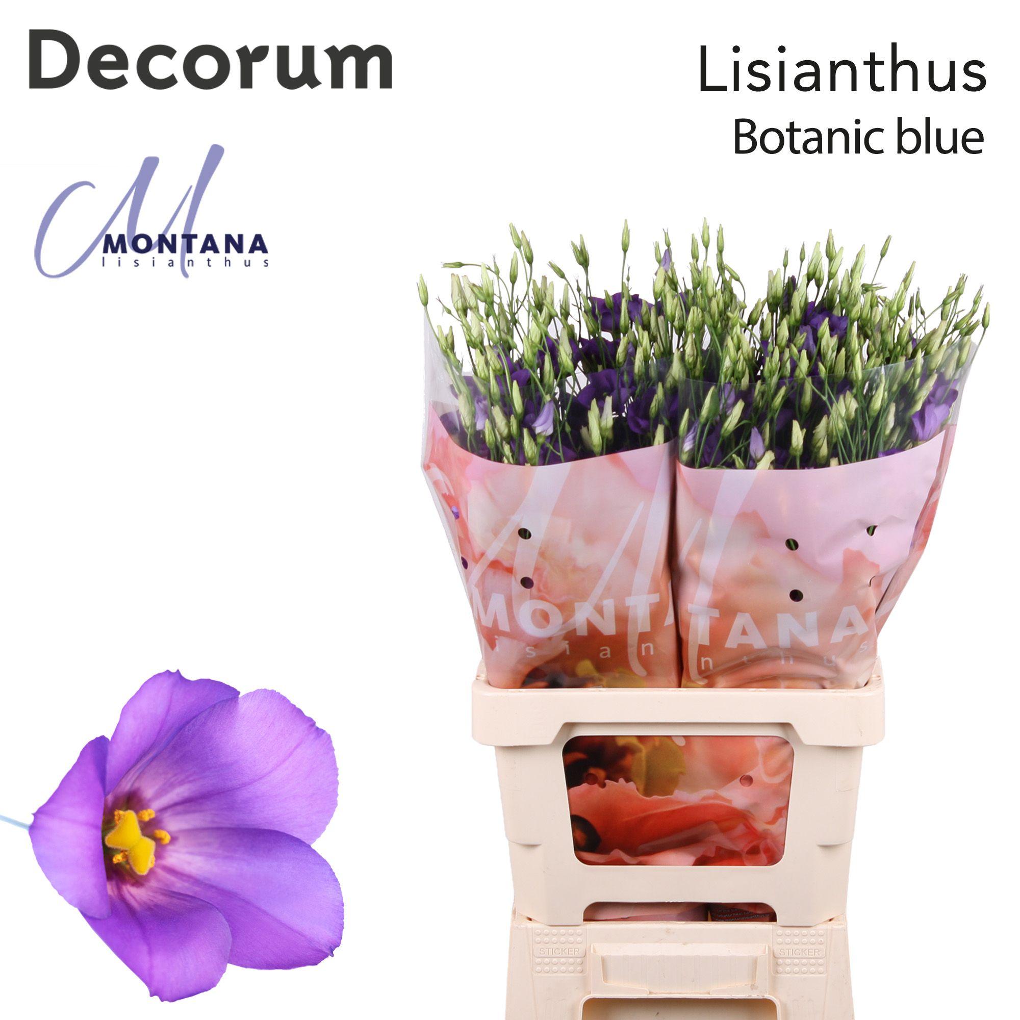 Срезанные цветы оптом Lisianthus si botanic blue от 20шт из Голландии с доставкой по России