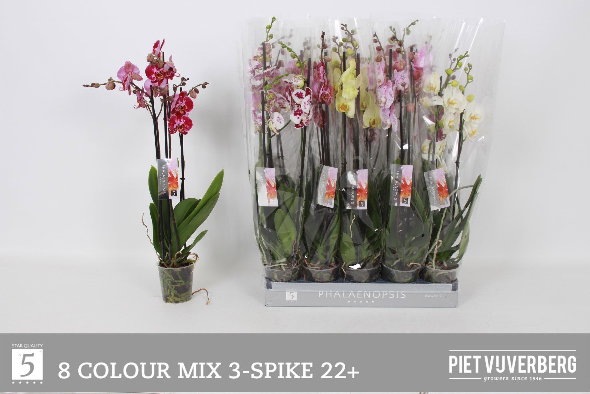 Горшечные цветы и растения оптом Phal Gem 8 Kl от 10шт из Голландии с доставкой по России