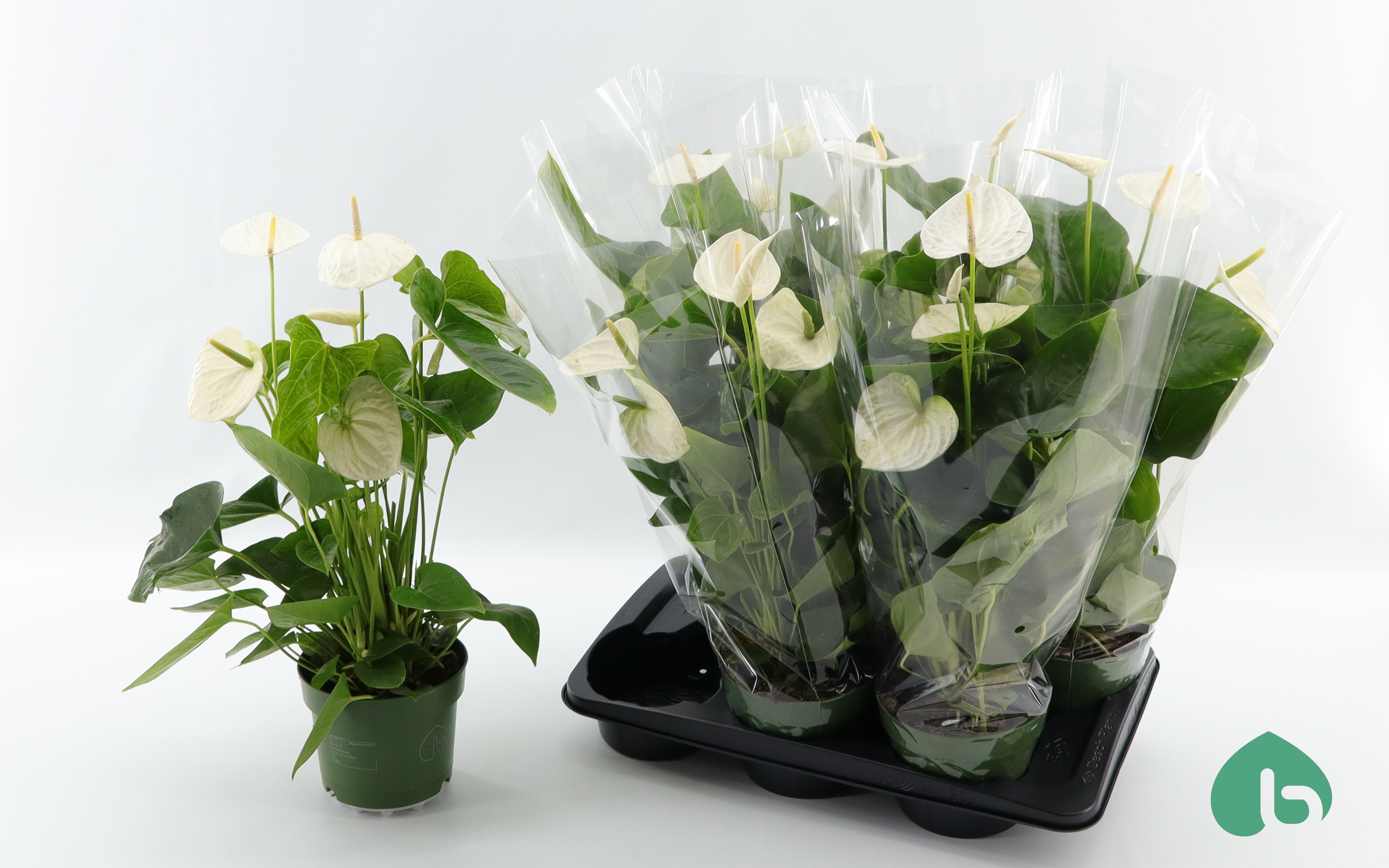 Горшечные цветы и растения оптом Anthu An Alaska от 6шт из Голландии с доставкой по России