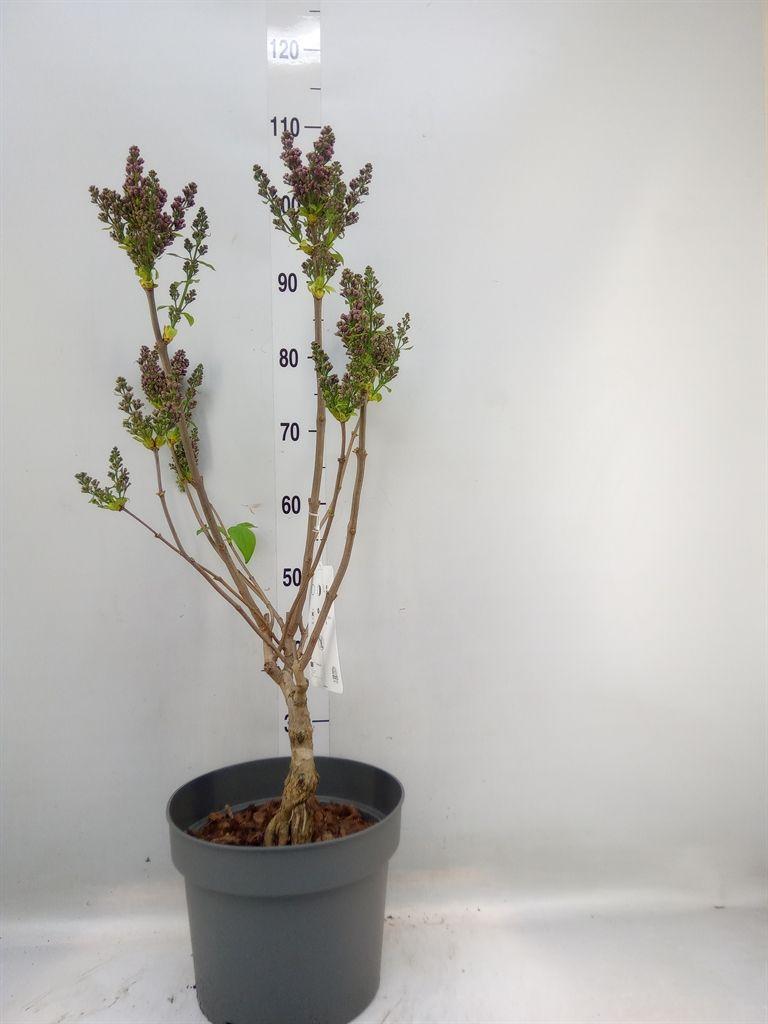 Горшечные цветы и растения оптом Syringa Vulg. от 1шт из Голландии с доставкой по России