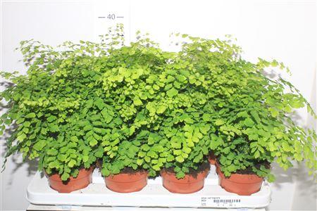 Горшечные цветы и растения оптом Adian Rad Fragrans от 8шт из Голландии с доставкой по России