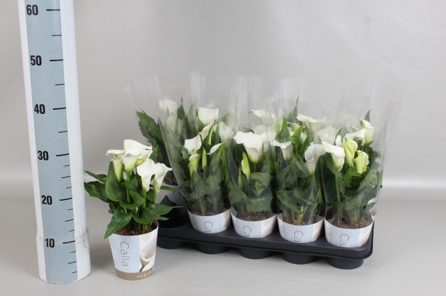 Горшечные цветы и растения оптом Zant Capt Fresco от 10шт из Голландии с доставкой по России