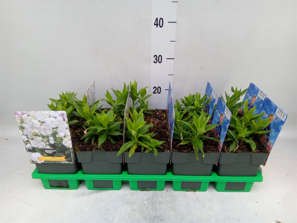 Горшечные цветы и растения оптом Phlox   ... от 10шт из Голландии с доставкой по России