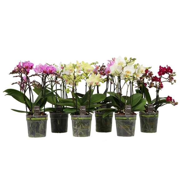 Горшечные цветы и растения оптом Phal 3/5st Flora Mix 30+ (opti) от 6шт из Голландии с доставкой по России