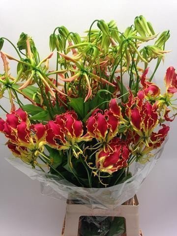 Срезанные цветы оптом Gloriosa southern wind от 20шт из Голландии с доставкой по России