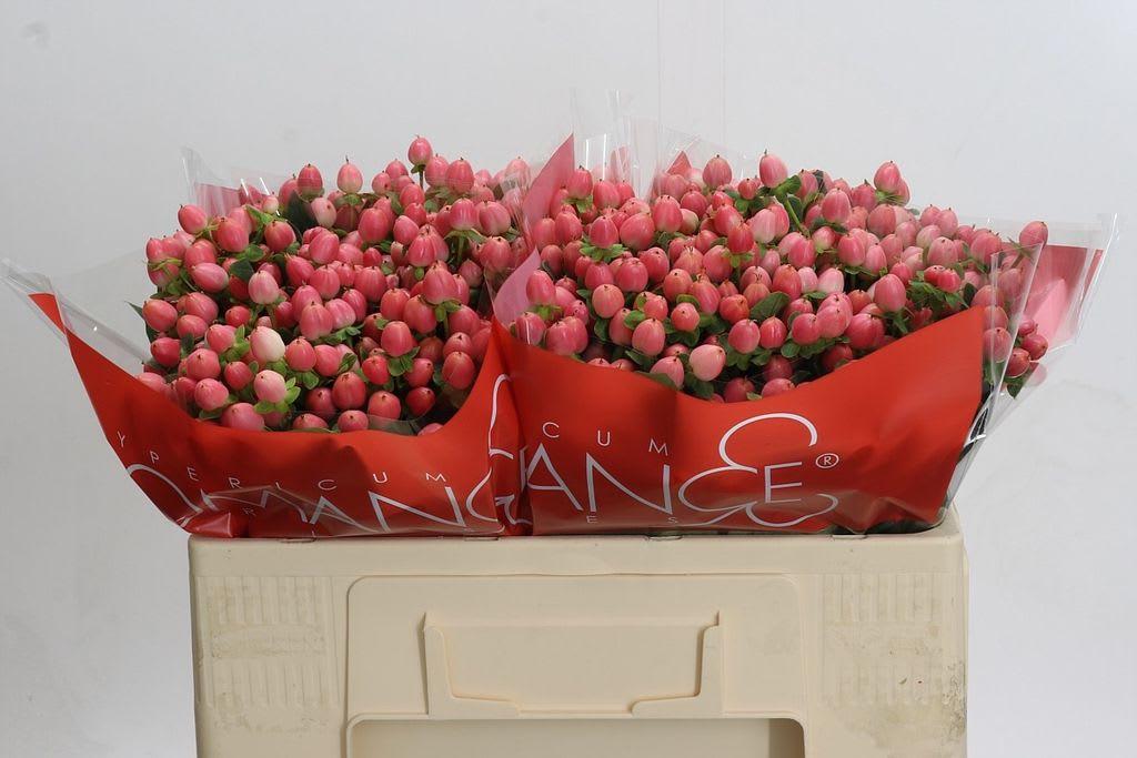 Срезанные цветы оптом Hypericum sweet romance от 100шт из Голландии с доставкой по России