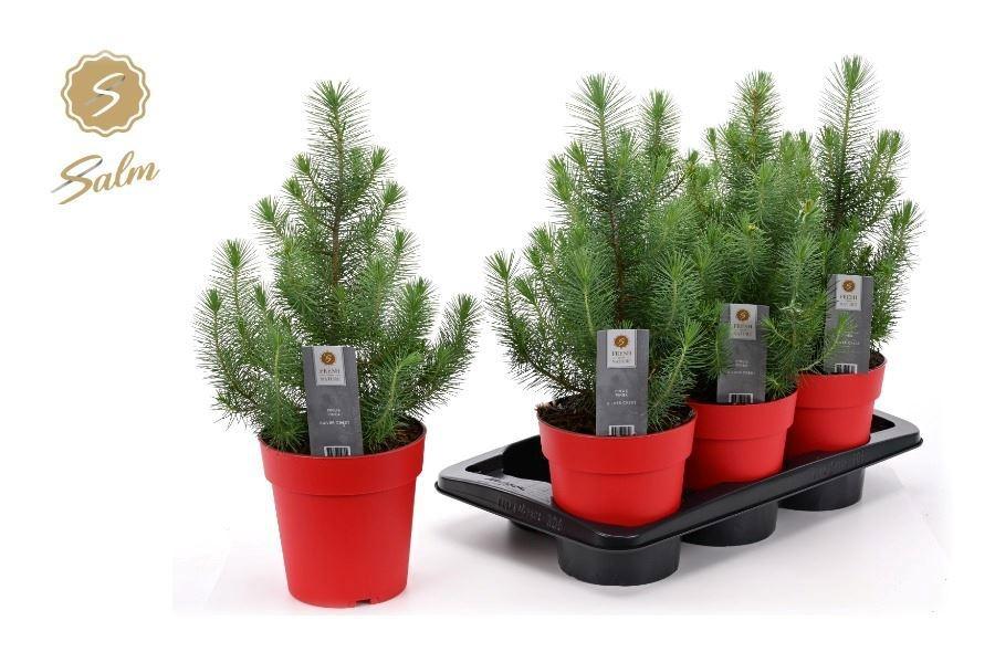 Горшечные цветы и растения оптом Pinus Silver Crest от 6шт из Голландии с доставкой по России